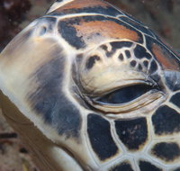 Turtle Bommie - VIC Tourism