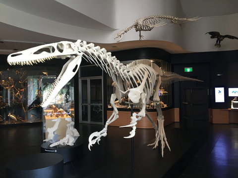 UNE Natural History Museum - VIC Tourism 0