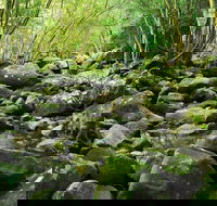 Wodi Wodi Walking Track - VIC Tourism