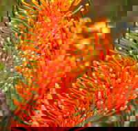 Wongan Hills Wildflowers - VIC Tourism