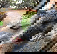 Alpaca Farm Experience at Crookwell - VIC Tourism