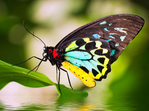 Australian Butterfly Sanctuary - VIC Tourism 1