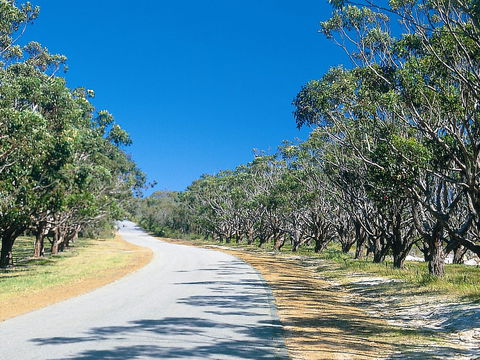 Avenue Of Honour - VIC Tourism 1