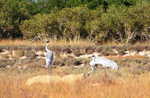 Cape Keraudren Nature Reserve - VIC Tourism 0