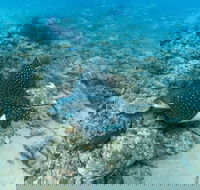 Child Island Dive Site - VIC Tourism