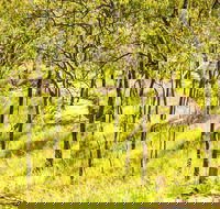 Davies Creek Mountain Bike Park - VIC Tourism