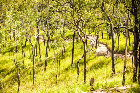 Davies Creek Mountain Bike Park - VIC Tourism 0