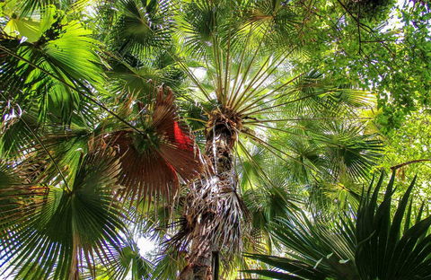 Depot Beach Rainforest Walk - VIC Tourism 0