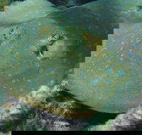Fitzroy Island Dive Site - VIC Tourism