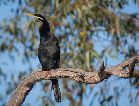 Greenough River Nature Trail - VIC Tourism 0