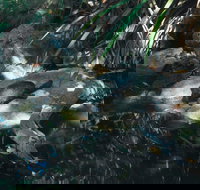 Howard Springs Nature Park - VIC Tourism