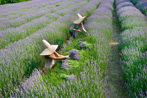 Lavandula Swiss Italian Farm - VIC Tourism 0