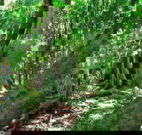 Mary Cairncross Scenic Reserve - VIC Tourism