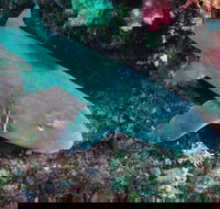 Middle Reef Dive Site - VIC Tourism