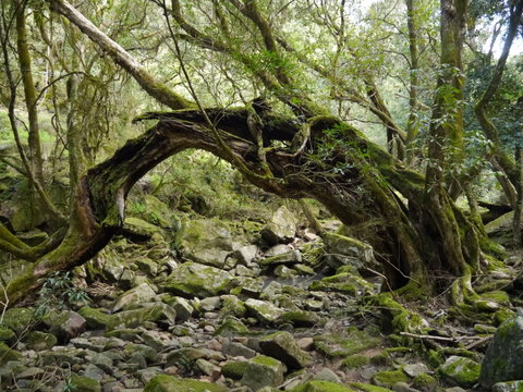 Mitchell River Walking Track - VIC Tourism 0