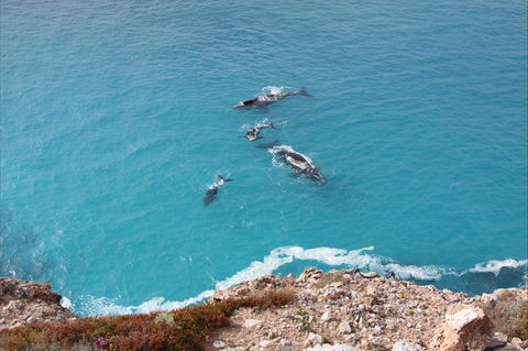 Nullarbor National Park - VIC Tourism 0