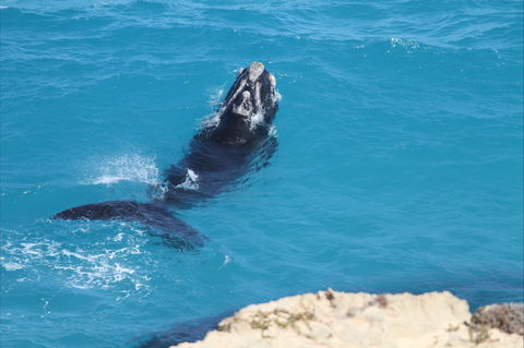 Nullarbor National Park - VIC Tourism 2