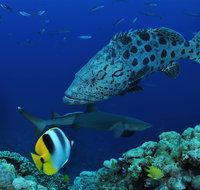 Osprey Reef - VIC Tourism