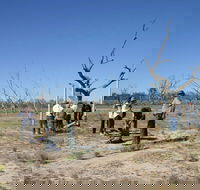 Sturt's tree walk - VIC Tourism