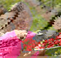 The Super Strawberry - VIC Tourism