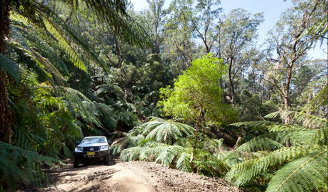 Wadbilliga Road Drive - VIC Tourism 0