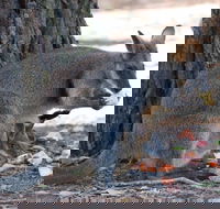 Wirrimbirra Sanctuary - VIC Tourism