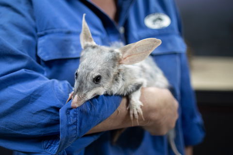 9 Day Outback Adventure - VIC Tourism 0