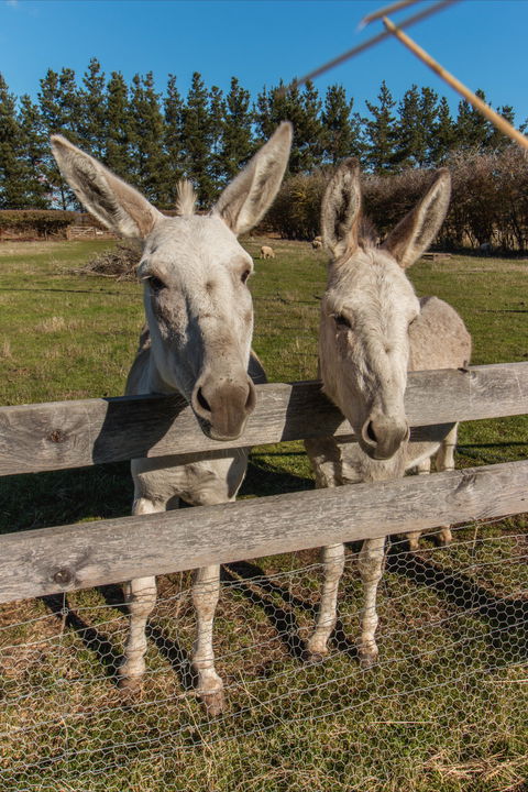 Brickendon Historic Farm And Convict Village - VIC Tourism 2