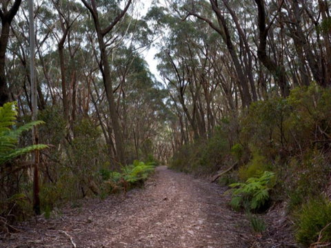 Budawang National Park - VIC Tourism 1