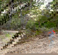 Cawleys Road trail - VIC Tourism