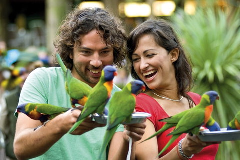 Currumbin Wildlife Sanctuary - VIC Tourism 0