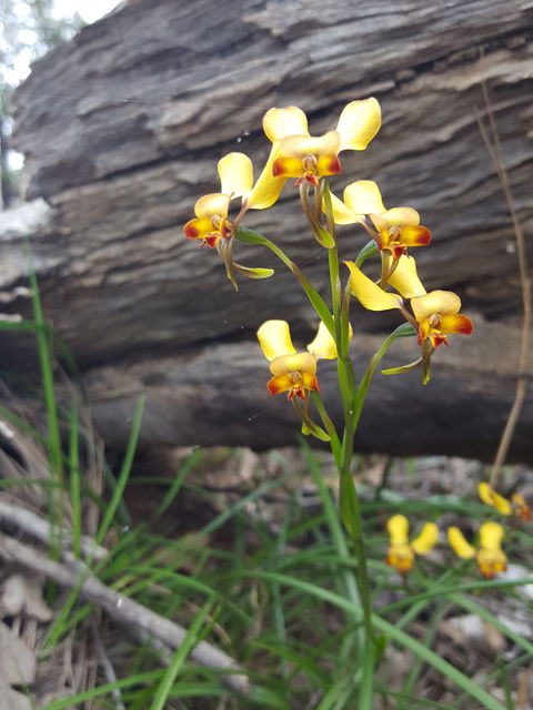 Dawn Atwell Nature Reserve - VIC Tourism 0