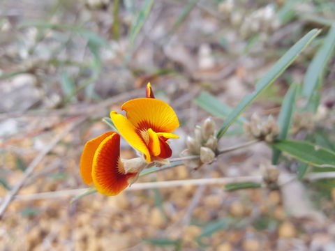 Dawn Atwell Nature Reserve - VIC Tourism 1