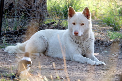 Durong Dingo Sanctuary - VIC Tourism 0