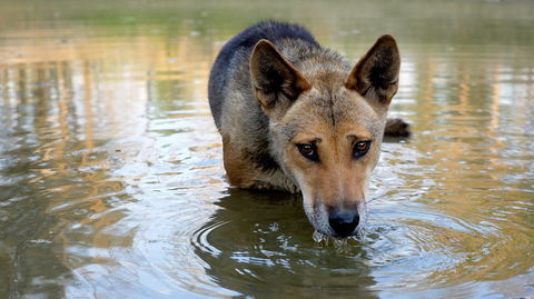 Durong Dingo Sanctuary - VIC Tourism 1