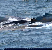 Gerringong Whale Watching Platform - VIC Tourism