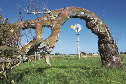 Greenough Leaning Trees - VIC Tourism 0