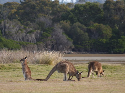Great Nature Trail - VIC Tourism 0