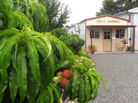 Gully Gardens - VIC Tourism 0