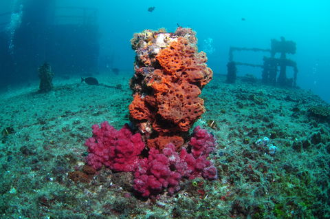 HMAS Brisbane Dive Site - VIC Tourism 0
