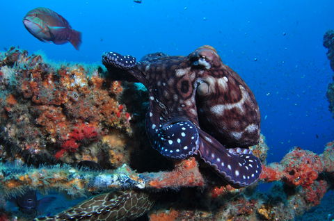 HMAS Brisbane Dive Site - VIC Tourism 2