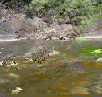 Mount Boss State Forest - VIC Tourism