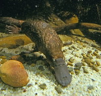 Platypus Pool - VIC Tourism