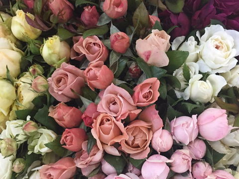 Sydney Flower Market - VIC Tourism 0