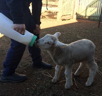 Taralga Wildlife Park - VIC Tourism