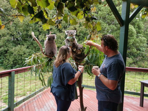 The Aussie Stop Offering Breakfast With Koalas - VIC Tourism 1