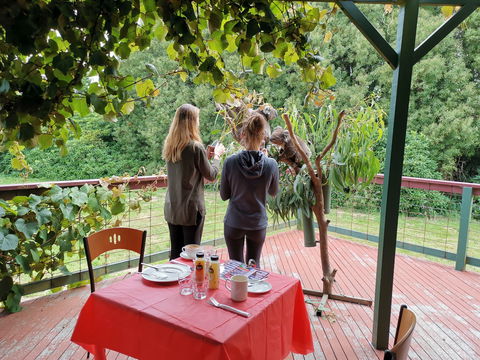 The Aussie Stop Offering Breakfast With Koalas - VIC Tourism 2