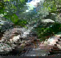 Wirrawilla Rainforest Walk - VIC Tourism
