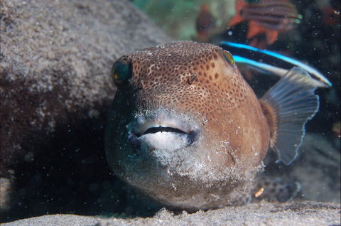 Amity Point Dive Site - VIC Tourism 0