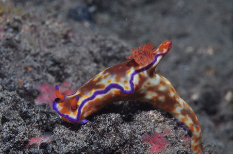 Amity Point Dive Site - VIC Tourism 1
